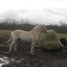 Fjordhest Lau