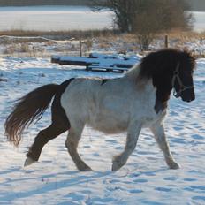 Shetlænder | Jesse James