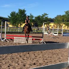 Anden særlig race Rosie Palace Princess *min stjerne*