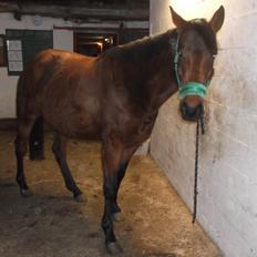 Anden særlig race Bianca