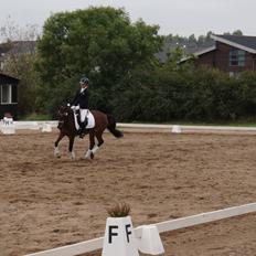 Anden særlig race Milou 