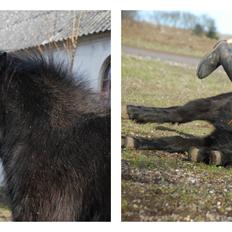 Dansk Miniature Legatgårdens Bechamel