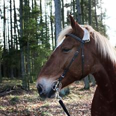Frederiksborg | Ajaxander Jones (Ajax)