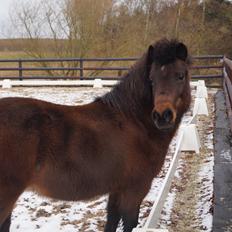 Anden særlig race Clara *My soulmate*