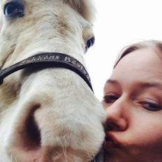 Islænder Jökladís Frá Markaskarði