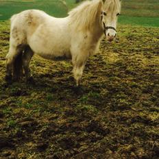 Islænder Jökladís Frá Markaskarði