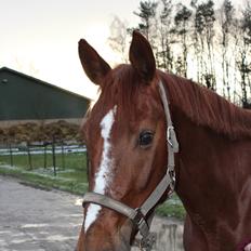 Anden særlig race Lady