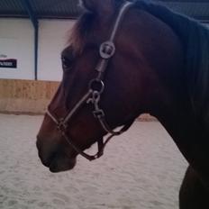 Anden særlig race Fabian R:I:P