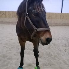 Anden særlig race Fabian R:I:P