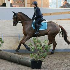 Hannoveraner Con Coy