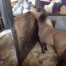 Dansk Miniature Kalle