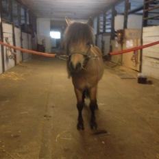 Dansk Miniature Kalle