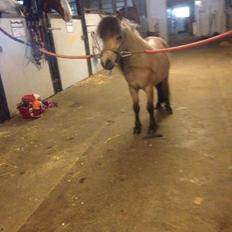 Dansk Miniature Kalle