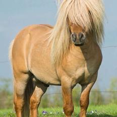 Shetlænder Møllebakkens Albert