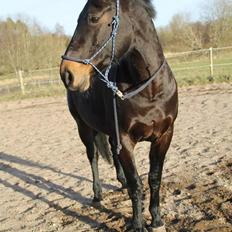 Oldenborg Constance (Lånt)