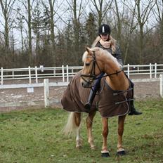 Palomino Klepholms Venus <3