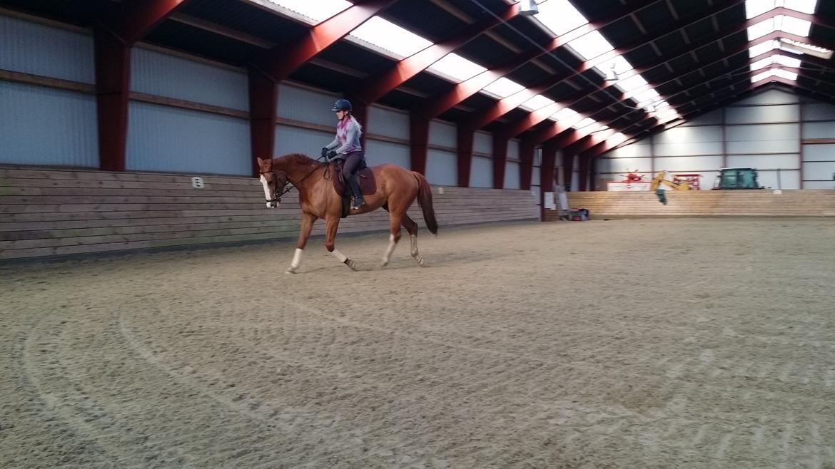 Dansk Varmblod Balthazar *Tidligere hest* billede 9