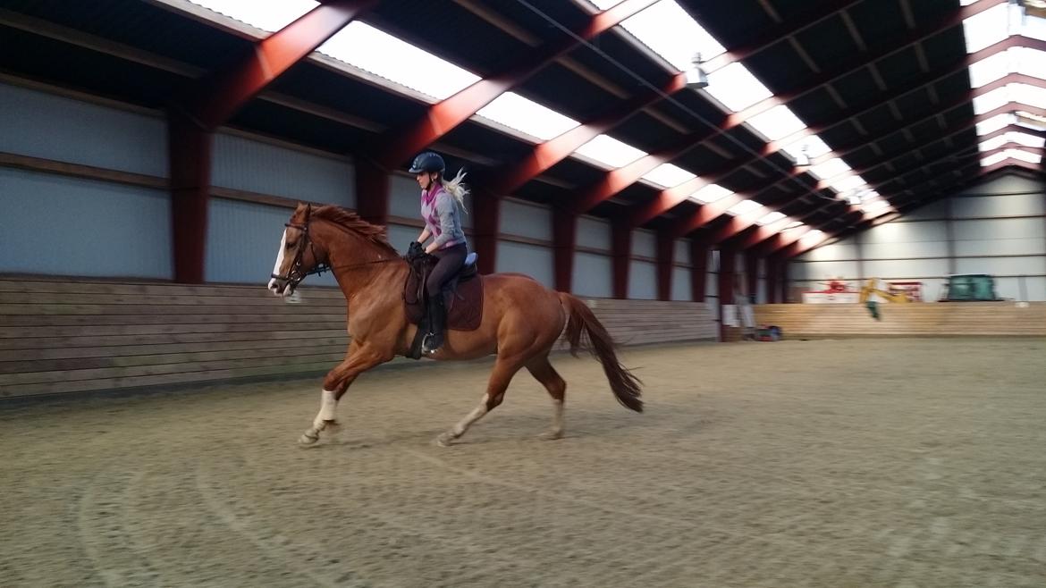 Dansk Varmblod Balthazar *Tidligere hest* billede 8