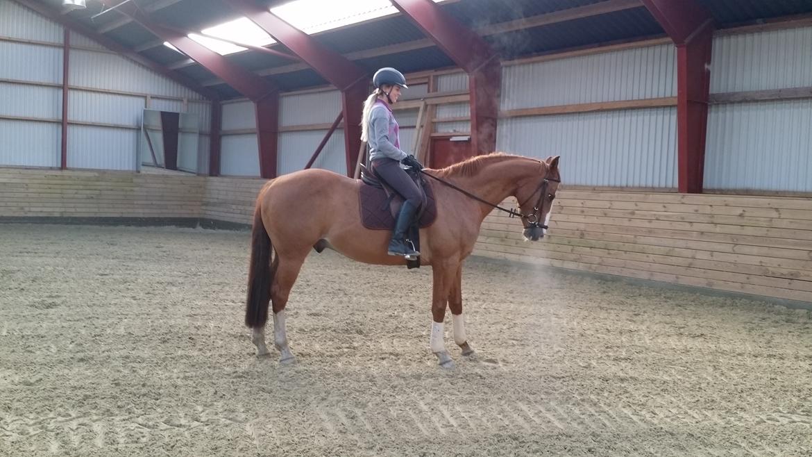 Dansk Varmblod Balthazar *Tidligere hest* billede 10