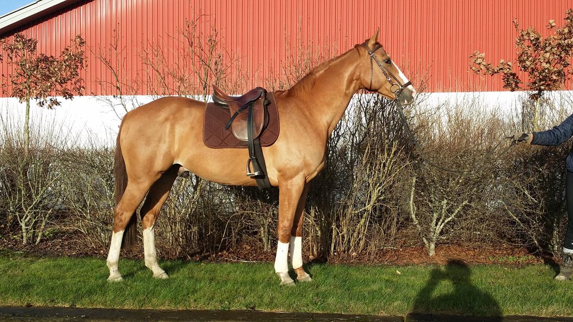 Dansk Varmblod Balthazar *Tidligere hest* billede 12