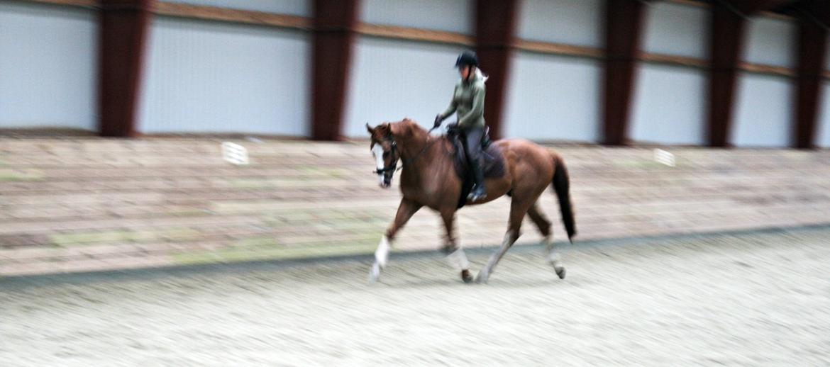 Dansk Varmblod Balthazar *Tidligere hest* billede 3