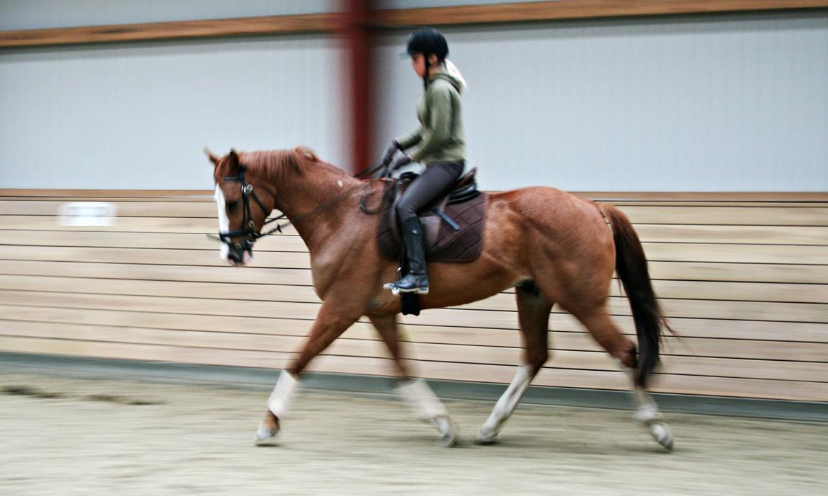 Dansk Varmblod Balthazar *Tidligere hest* billede 15