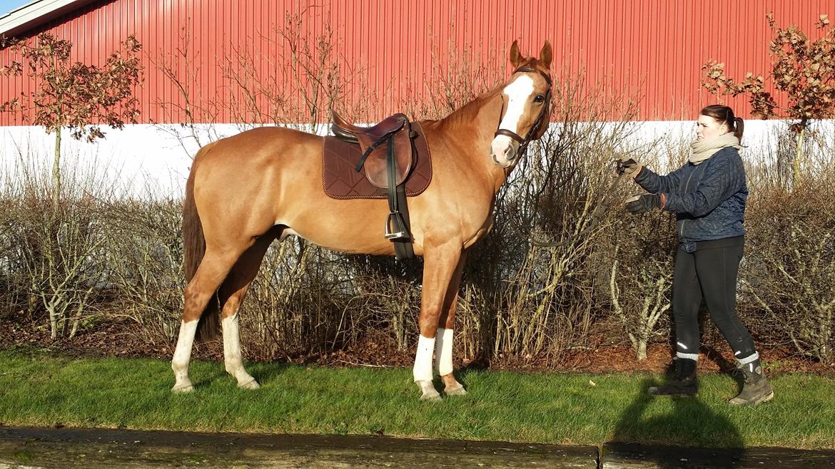 Dansk Varmblod Balthazar *Tidligere hest* billede 2