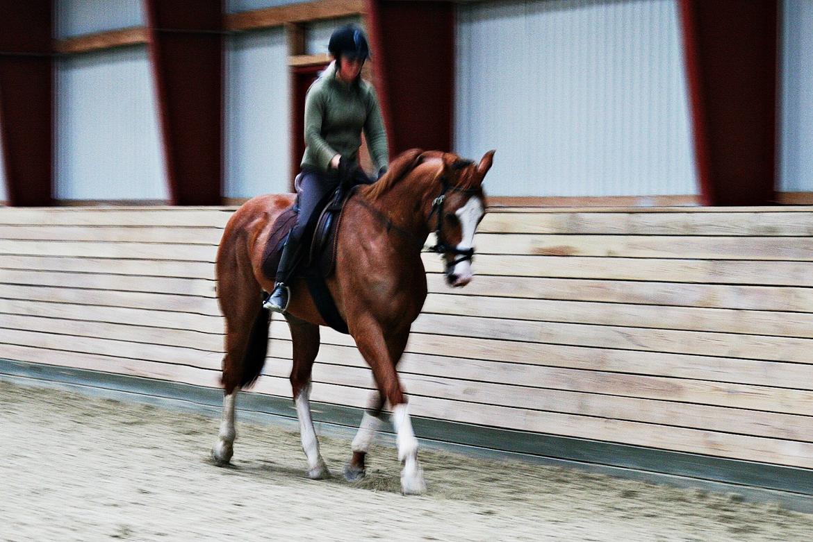 Dansk Varmblod Balthazar *Tidligere hest* billede 1