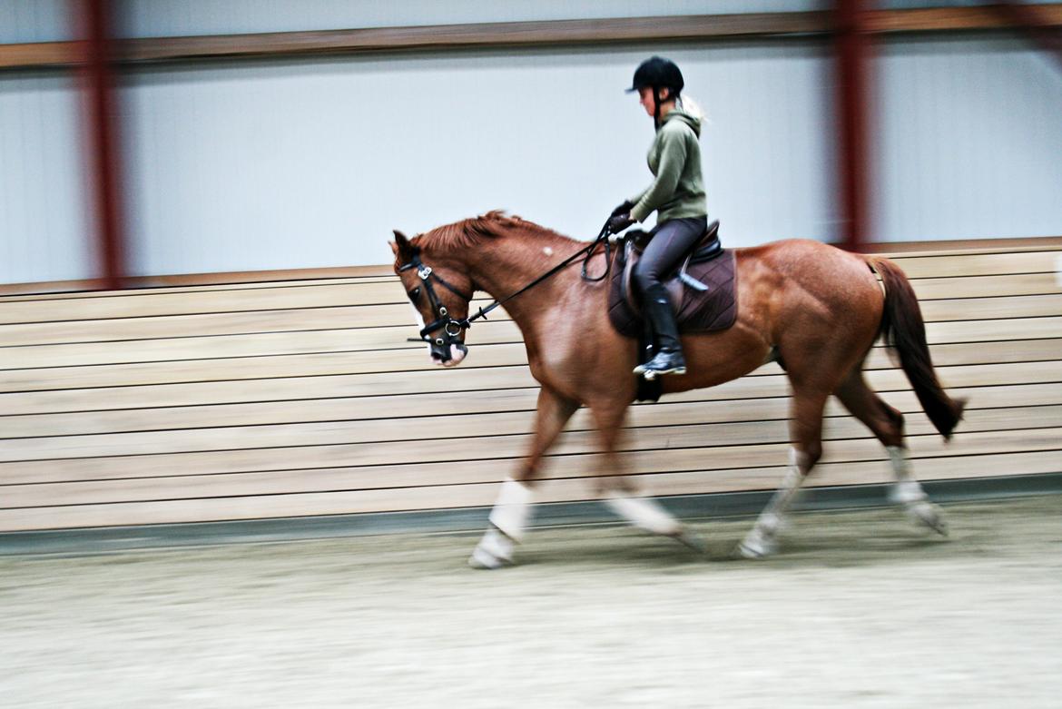 Dansk Varmblod Balthazar *Tidligere hest* billede 5