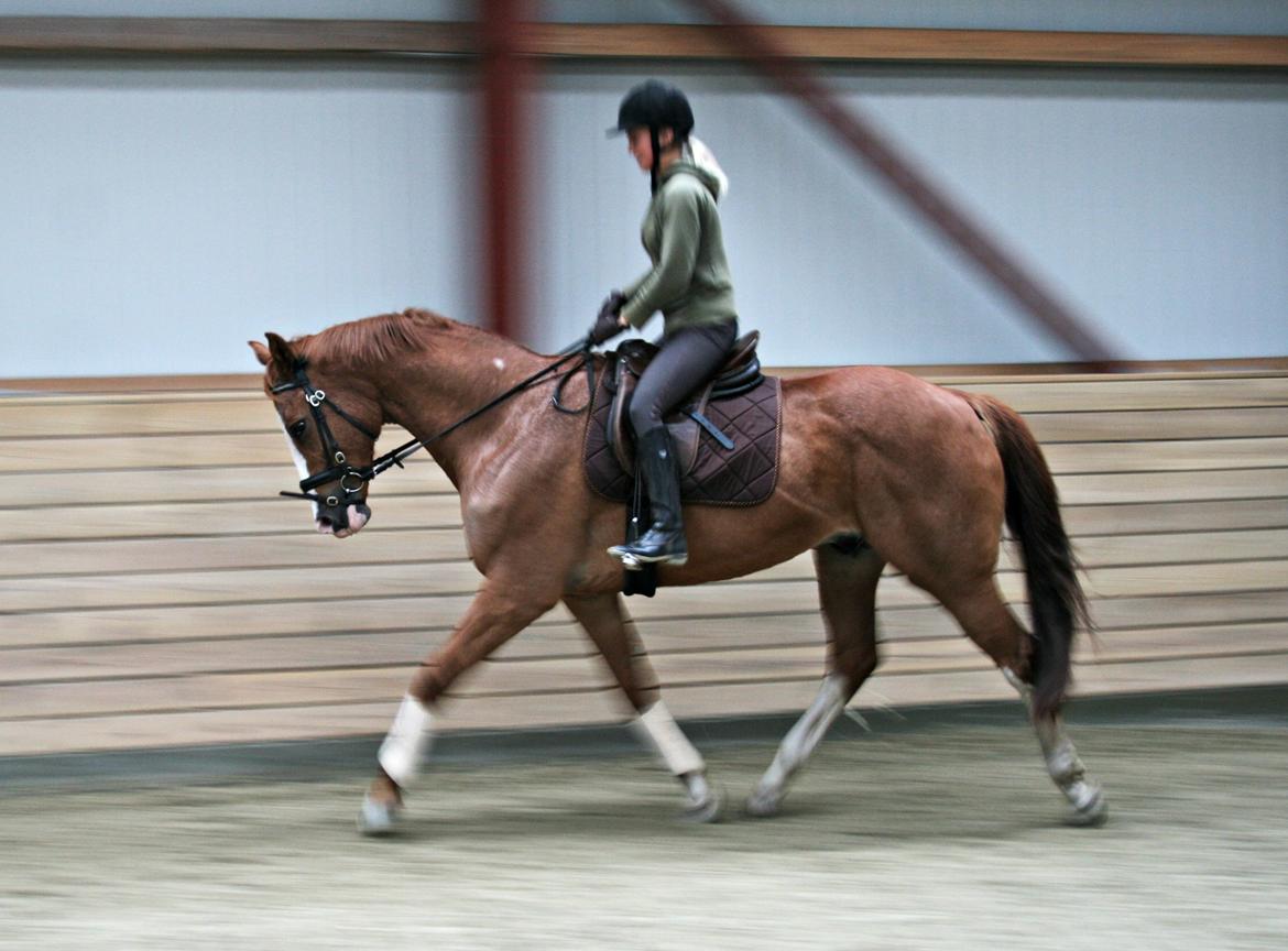 Dansk Varmblod Balthazar *Tidligere hest* billede 4