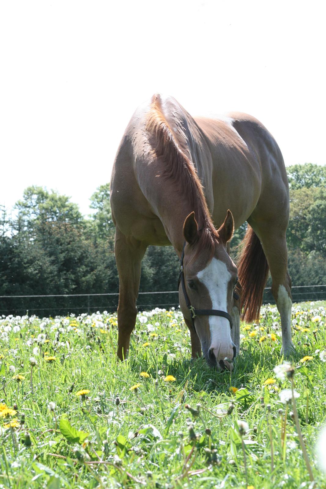 Dansk Varmblod Balthazar *Tidligere hest* billede 16