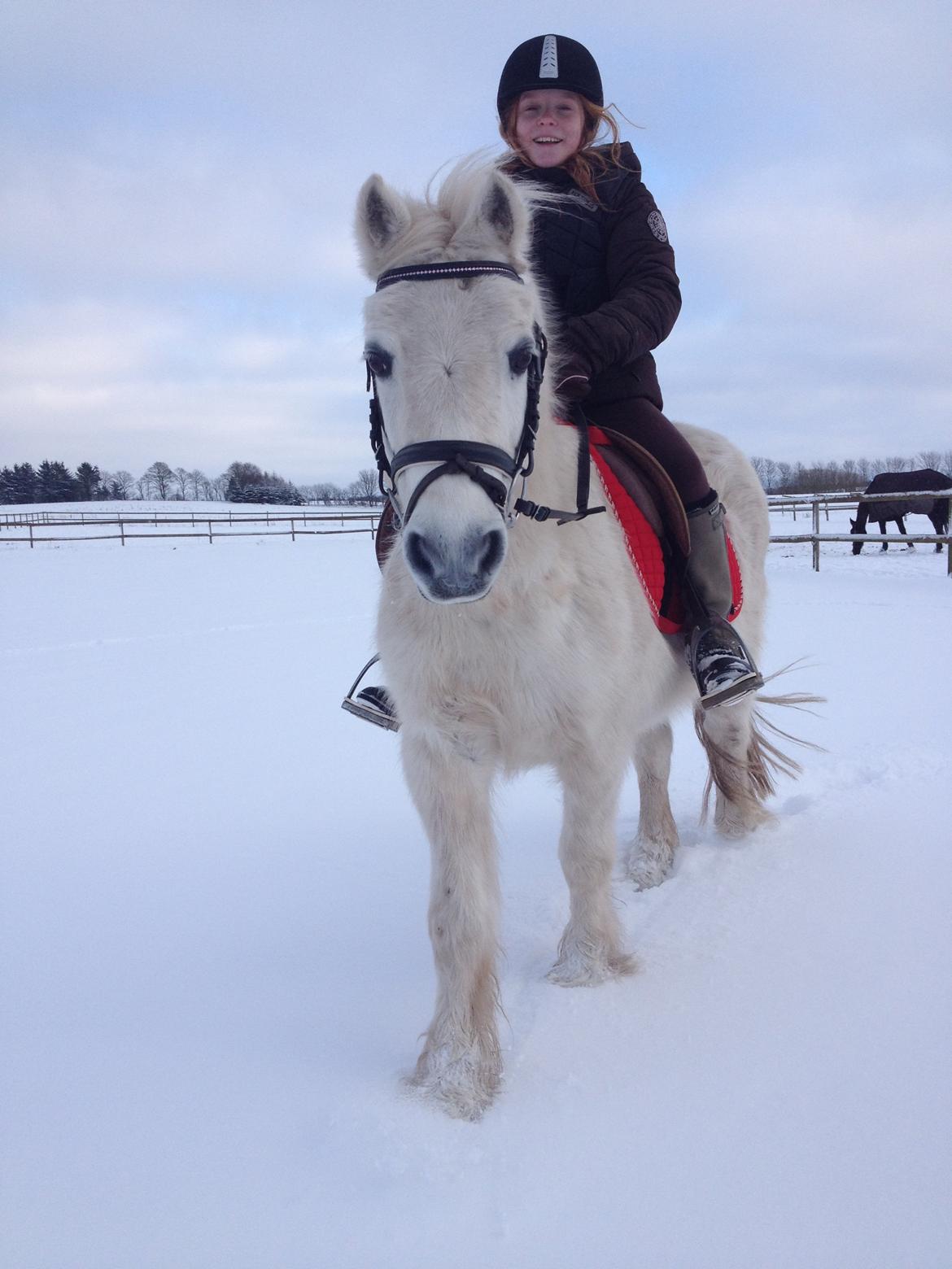 Welsh Mountain (sec A) Rosso Bianco - Velkommen til ponys profil :) billede 1