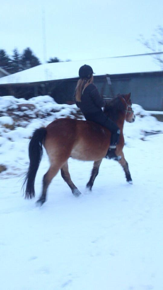 Gotlandsruss Idol - ude at trave i sneen <3 billede 16
