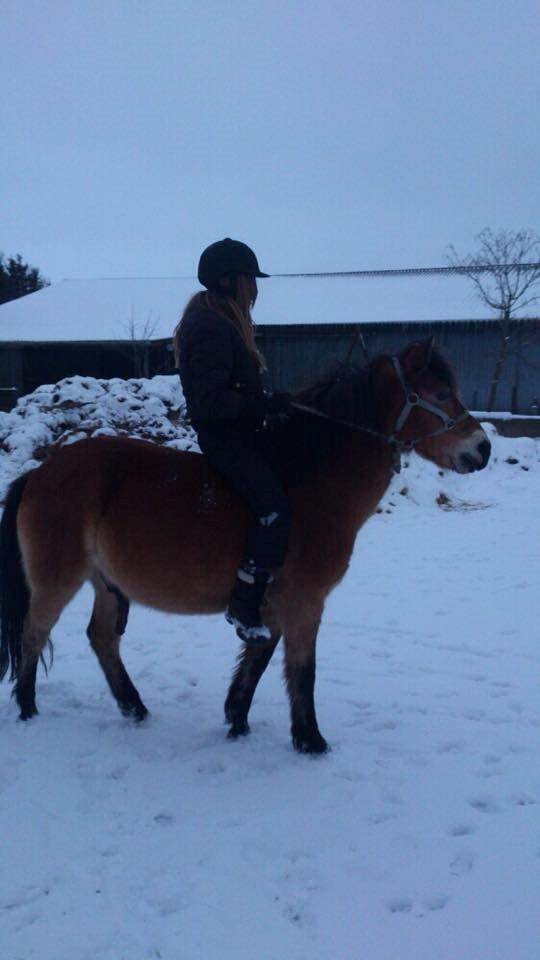 Gotlandsruss Idol - ude at ride i sneen billede 17