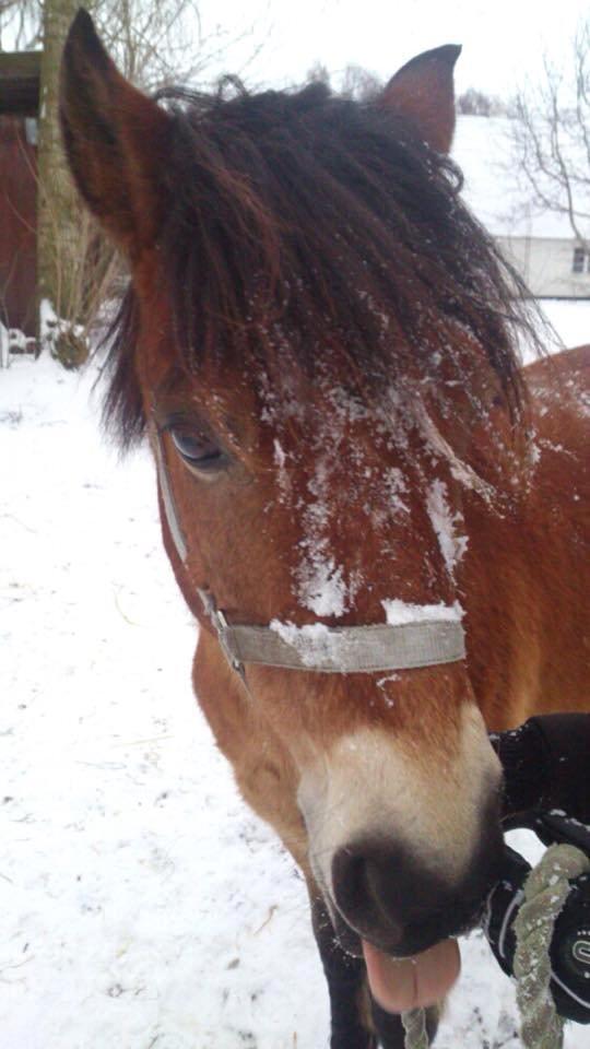 Gotlandsruss Idol - lille frække hest i sneen billede 18