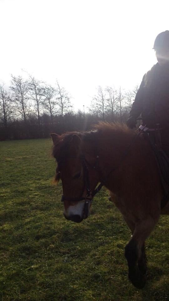 Gotlandsruss Idol billede 19