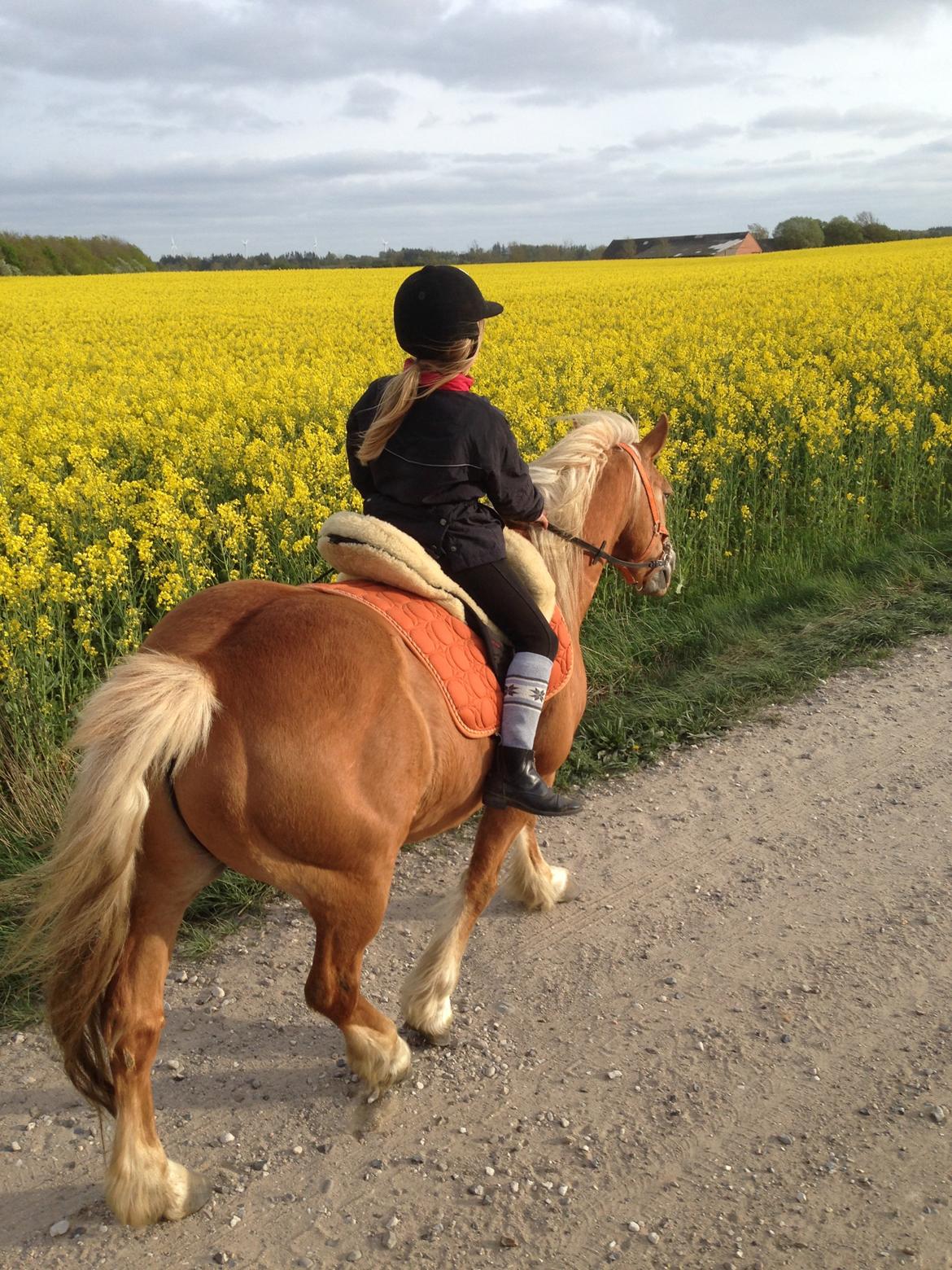 Haflinger Lausdalens Lukas SOLGT ;-( billede 5