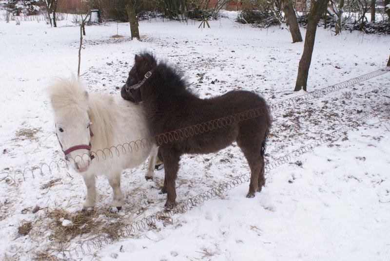 Shetlænder Callisto billede 7