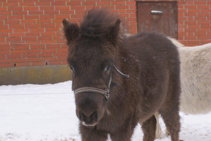 Shetlænder Callisto billede 8