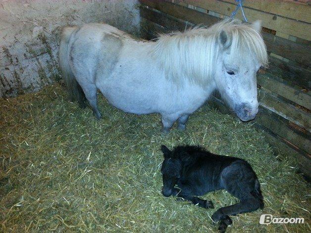 Shetlænder Callisto - foto lånt af Helle billede 11