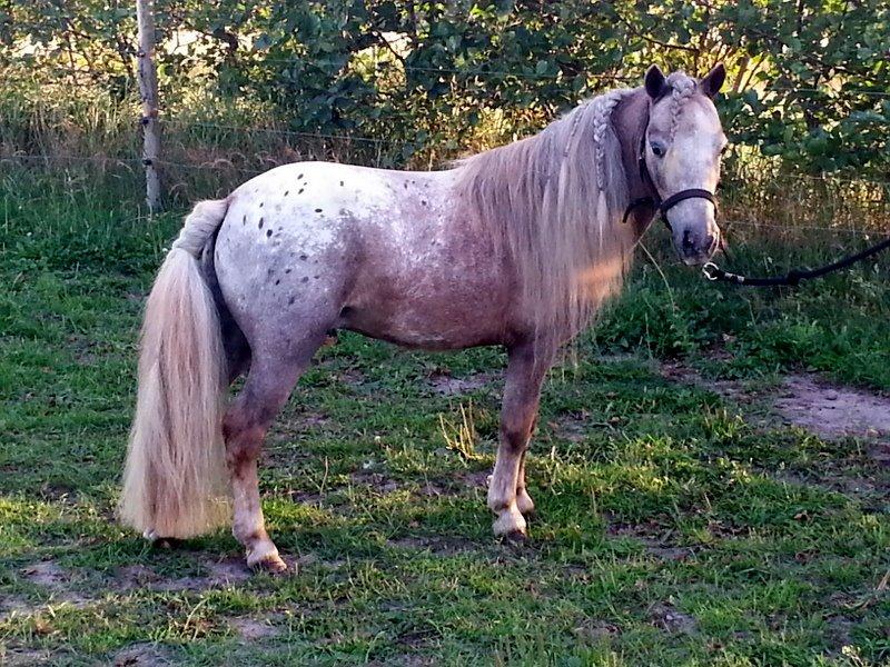 Shetlænder Callisto - foto lånt af Helle -  Callisto´s far billede 17