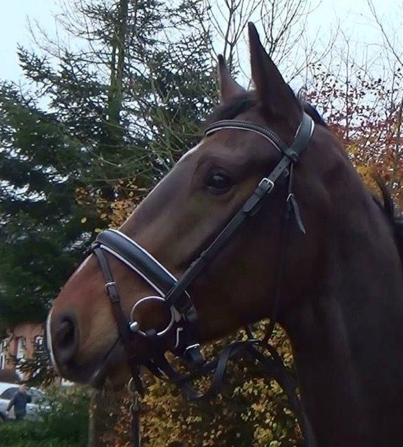 Dansk Varmblod Zucchero - Hov hva det - Okt. 14 billede 16