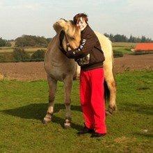 Fjordhest Macur (R.I.P 02-07-2014) billede 3