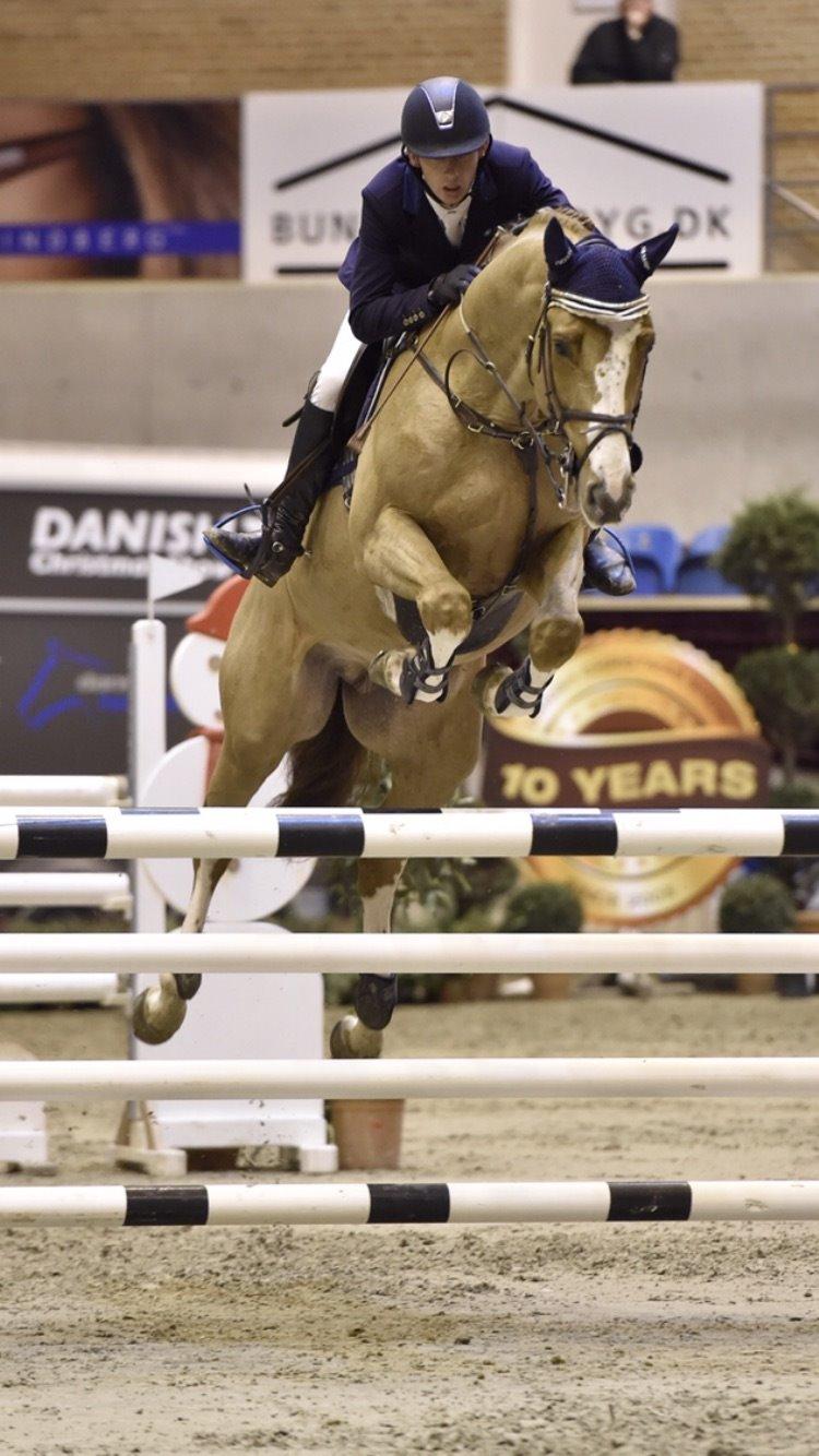 Dansk Varmblod Sartors Tiamo billede 1