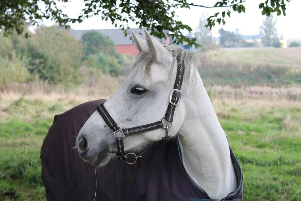 Connemara Skippergårdens crystal mandy billede 1