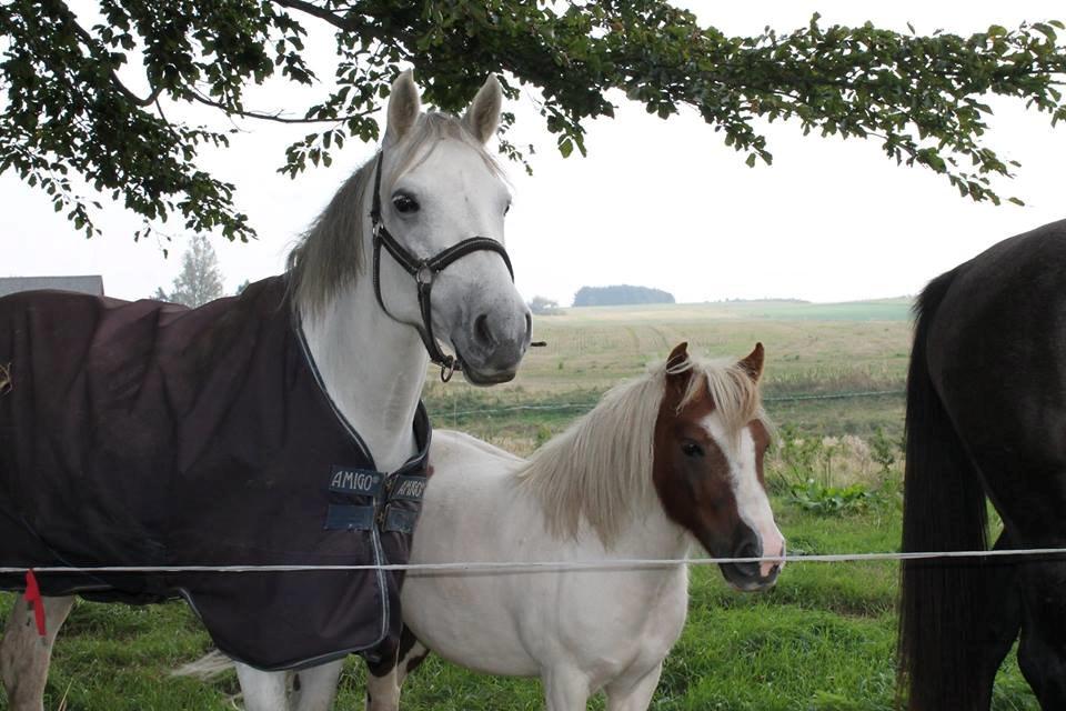 Connemara Skippergårdens crystal mandy billede 2