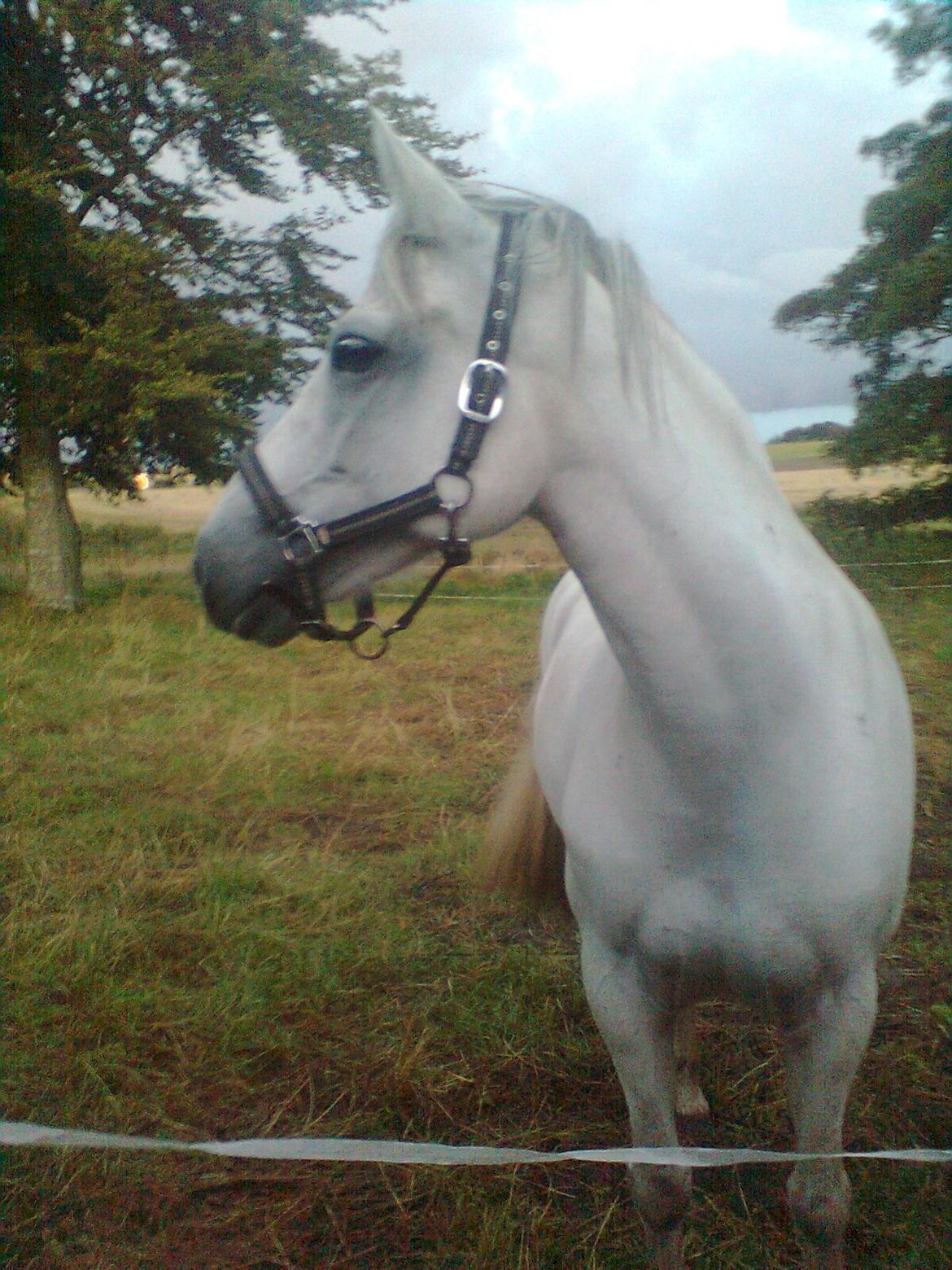 Connemara Skippergårdens crystal mandy billede 4