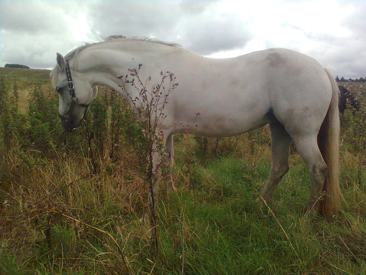 Connemara Skippergårdens crystal mandy billede 9