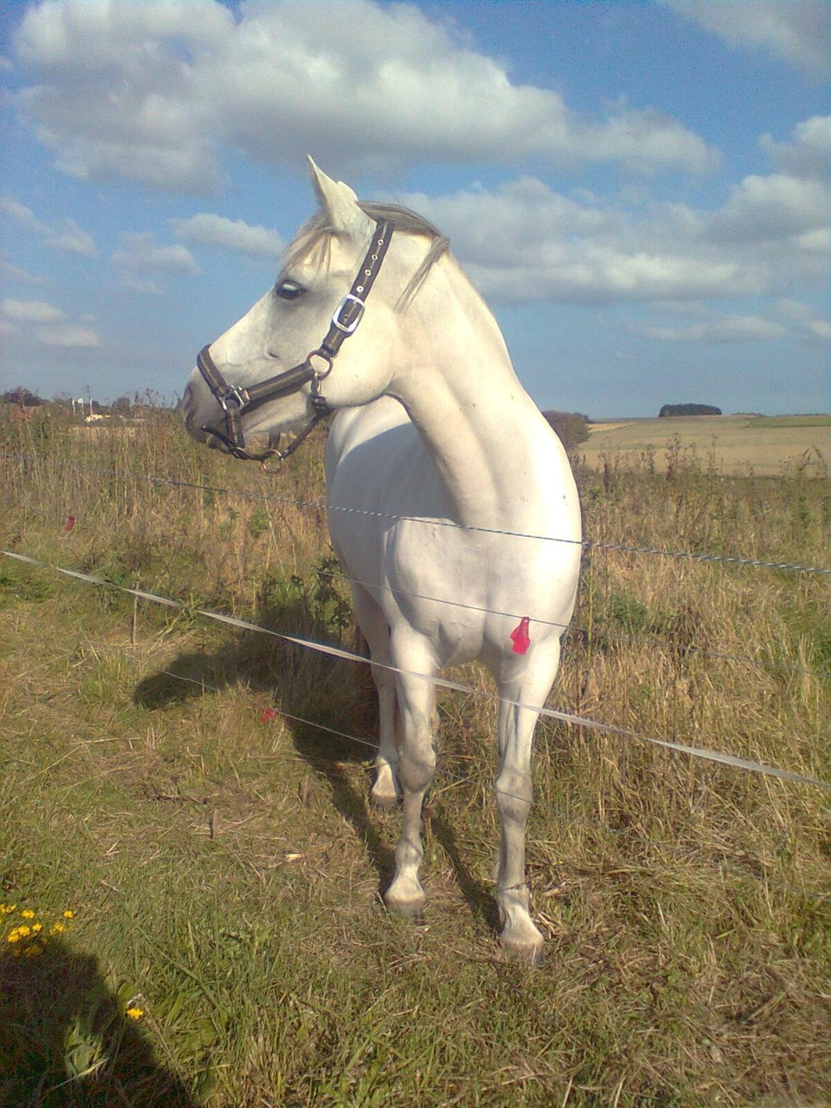 Connemara Skippergårdens crystal mandy billede 12