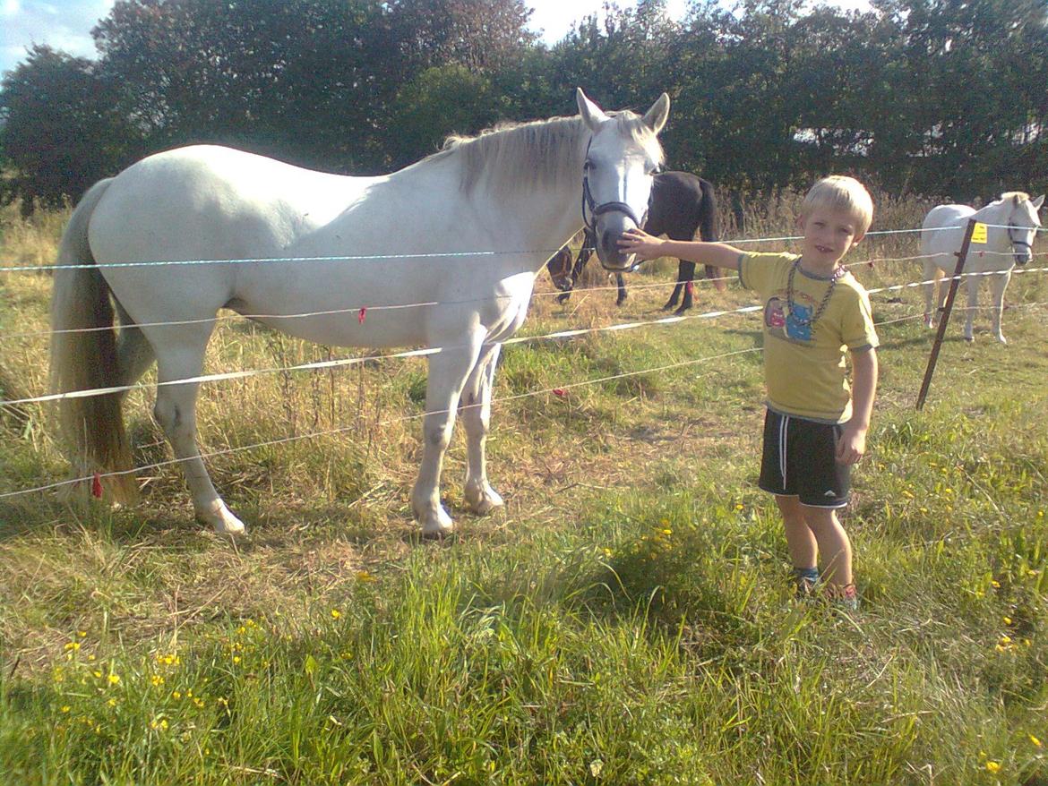Connemara Skippergårdens crystal mandy billede 3